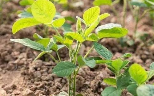 玉米苗后除草剂什么时候打？打药注意事项有哪些？